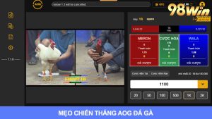 Chiến thuật thắng đá gà từ cao thủ